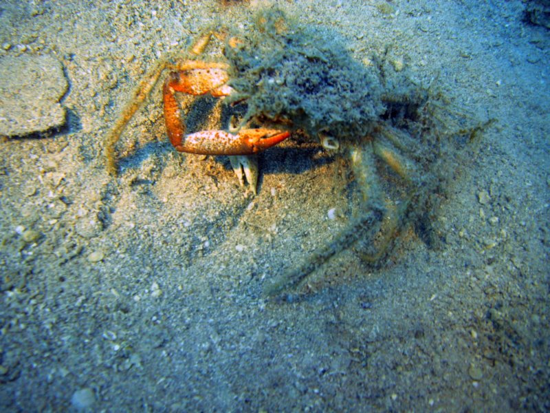 adriacrab.jpg