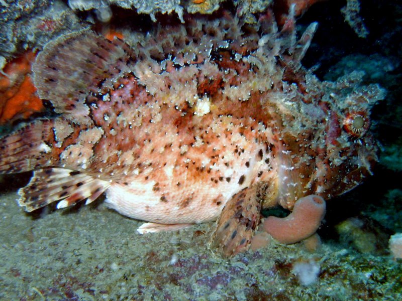 adriascorpionfish.jpg