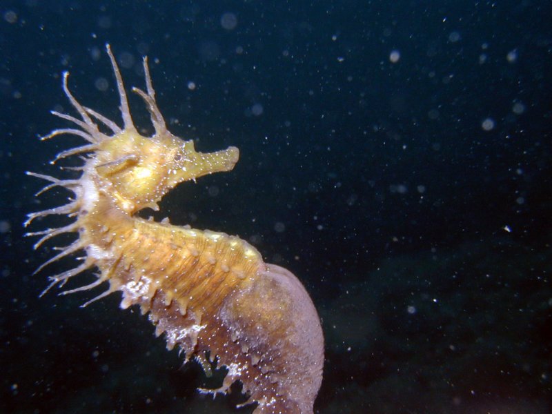 adriaseahorse1.jpg