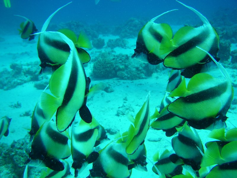 bannerfish.jpg