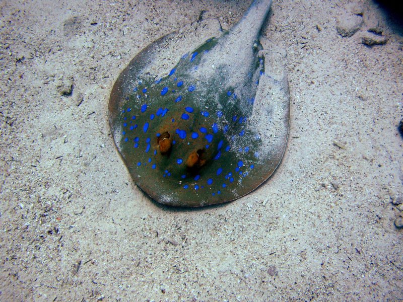 bluespottedstingray1.jpg