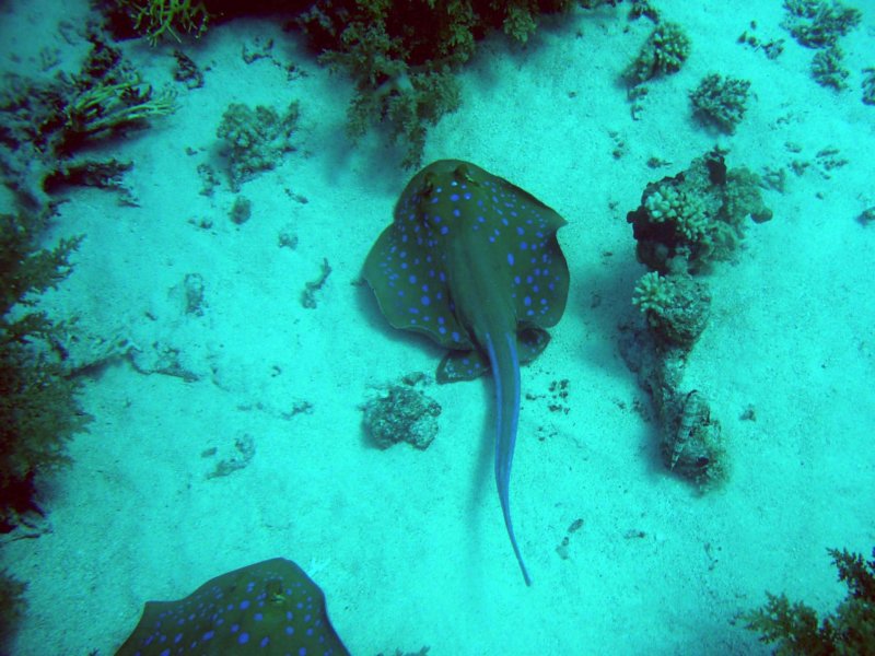 bluespottedstingray2.jpg