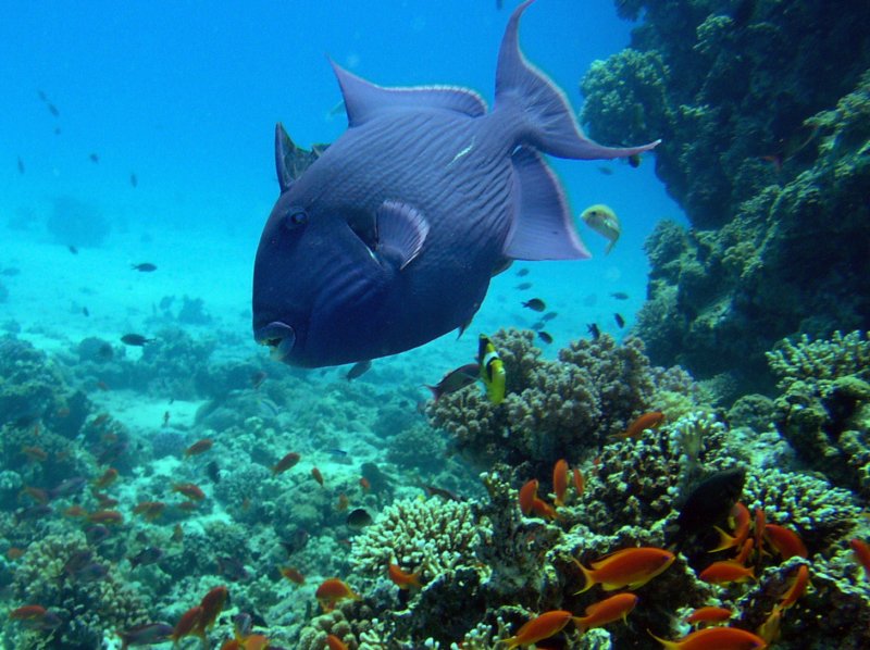 bluetriggerfish4.jpg