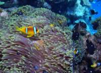 clownfishes11_small.jpg