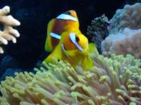 clownfishes12_small.jpg