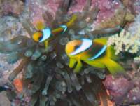 clownfishes1_small.jpg