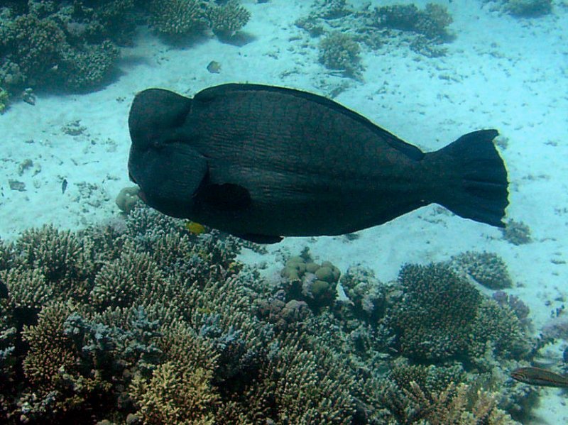 humpheadparrotfish1.jpg