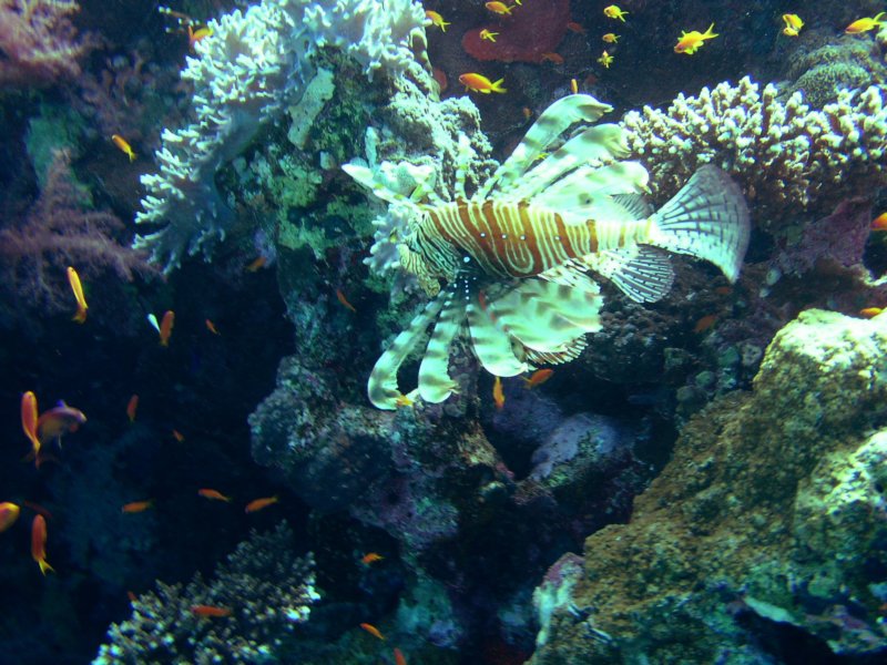 lionfish3.jpg