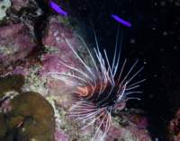 lionfish5_small.jpg