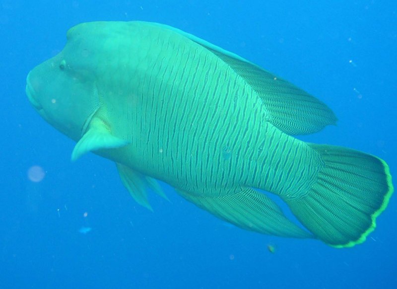 napoleonfish.jpg