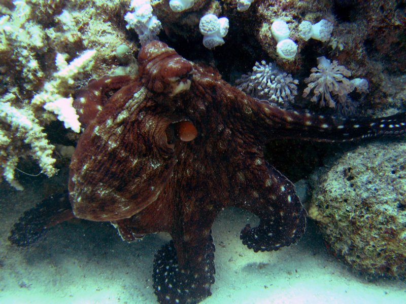 octopus2.jpg
