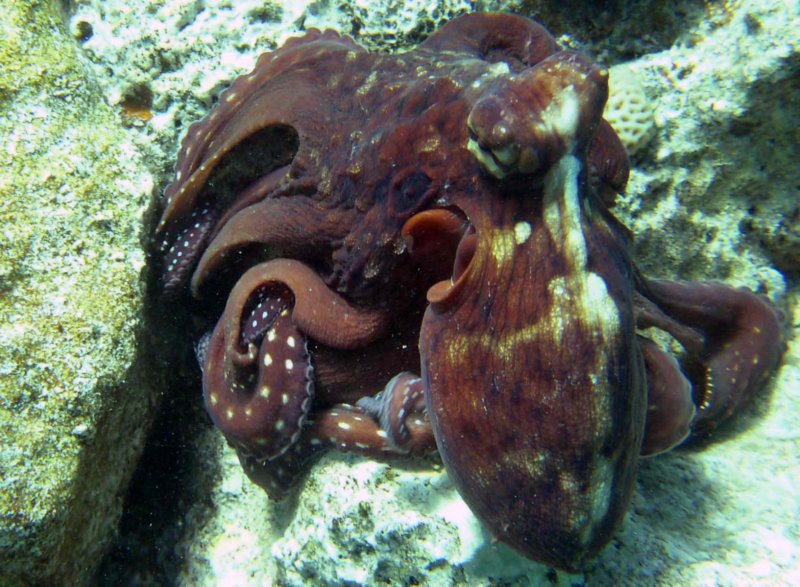 octopus3.jpg