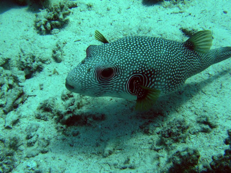 pufferfish1.jpg