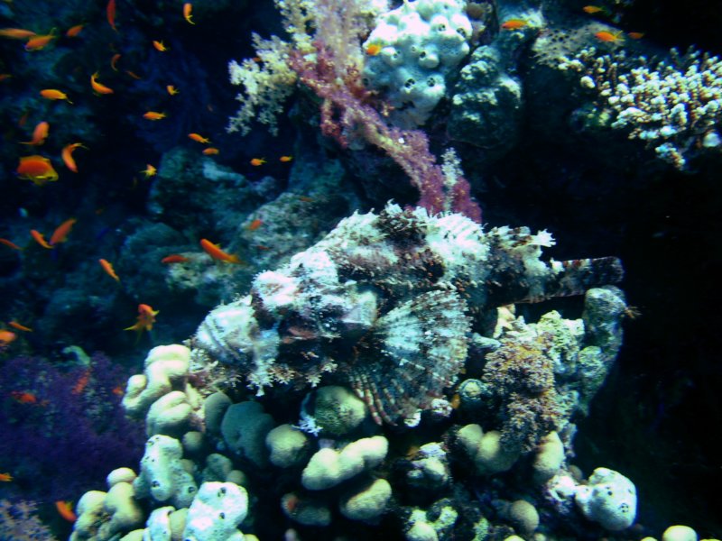 scorpionfish1.jpg