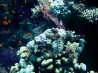 scorpionfish1_small.jpg