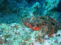scorpionfish4_small.jpg