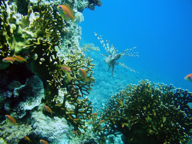 sharmlionfish3.jpg